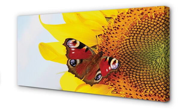 Obraz na plátne slnečnica motýľ 100x50 cm