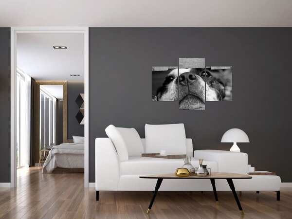 Obraz psa (90x60 cm)