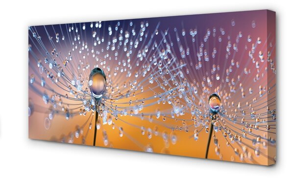 Obraz canvas Kvapky makro púpava 100x50 cm
