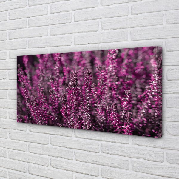 Obraz canvas poľné vresy 100x50 cm