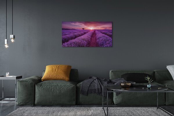 Obraz canvas poľné vresy 100x50 cm