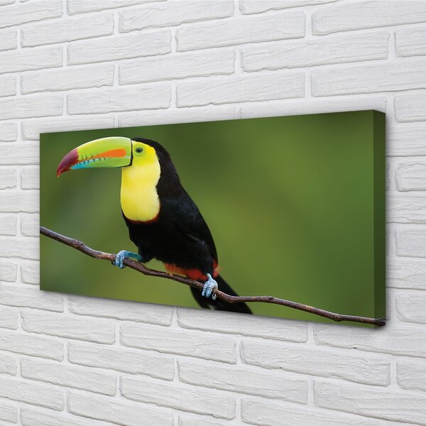 Obraz na plátne Farebné papagáj na vetve 100x50 cm