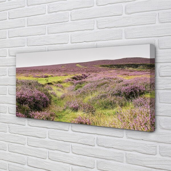Obraz canvas poľné vresy 100x50 cm