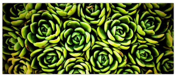 Obraz skalníc (120x50 cm)
