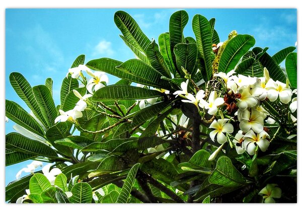 Obraz - Plumeria (90x60 cm)