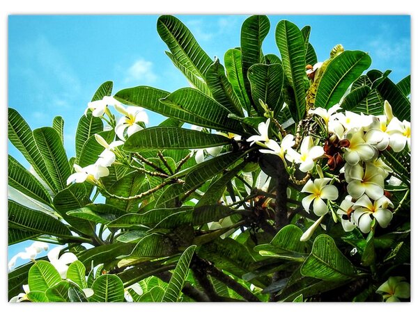 Obraz - Plumeria (70x50 cm)