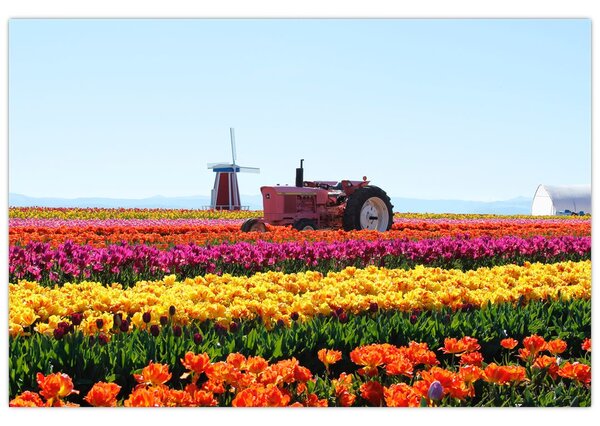 Obraz tulipánové farmy (90x60 cm)