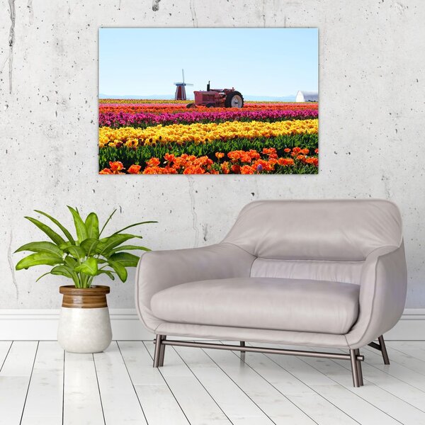 Obraz tulipánové farmy (90x60 cm)