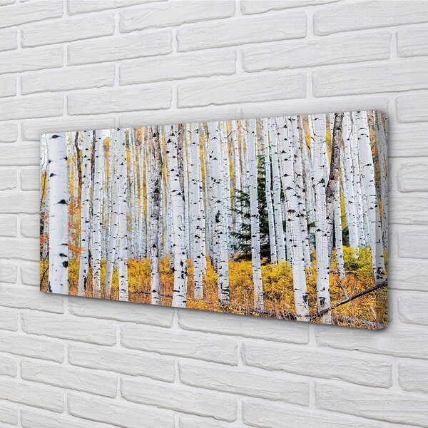 Obraz canvas jesene breza 100x50 cm