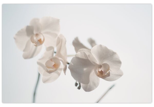 Obraz bielej orchidey (90x60 cm)