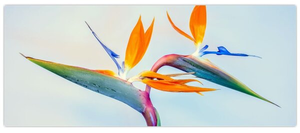 Obraz kvetu Strelícia (120x50 cm)
