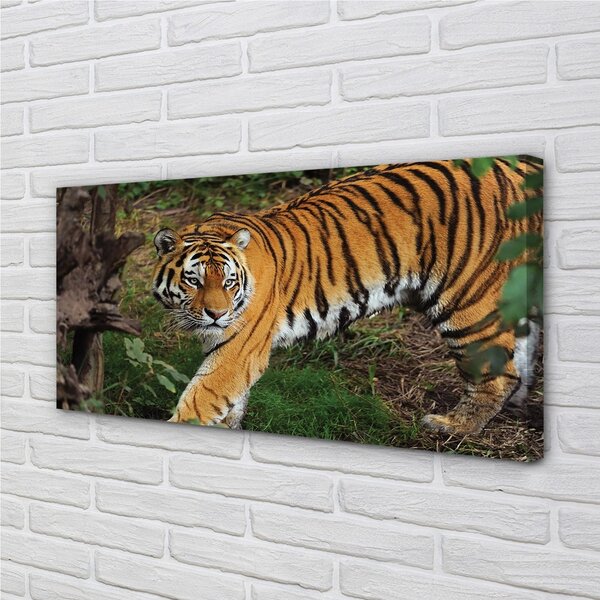Obraz na plátne Tiger Woods 100x50 cm