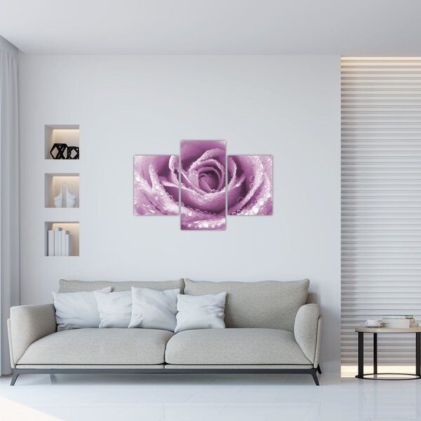 Obraz detailu kvetu ruže (90x60 cm)