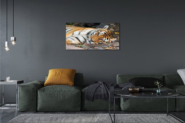 Obraz na plátne ležiace tiger 100x50 cm