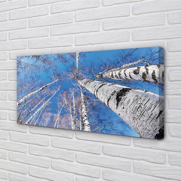 Obraz canvas breza neba 100x50 cm