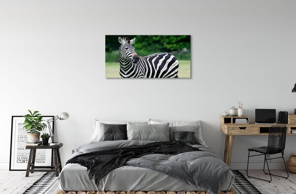 Obraz na plátne Zebra box 100x50 cm