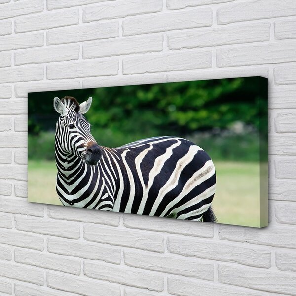 Obraz na plátne Zebra box 100x50 cm