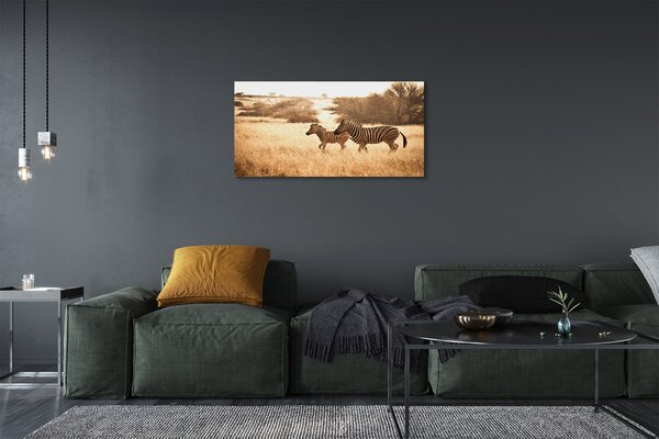Obraz na plátne Zebra poľa sunset 100x50 cm