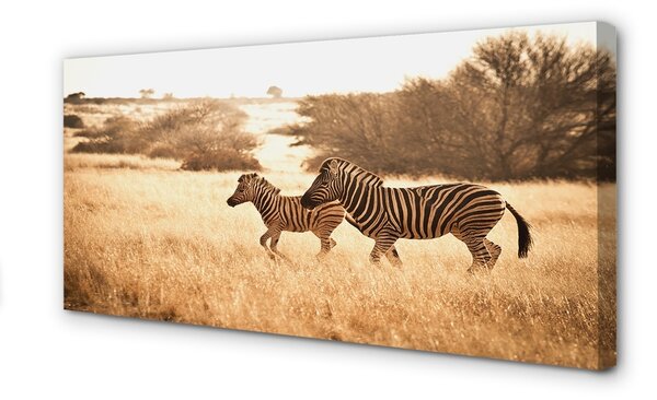Obraz na plátne Zebra poľa sunset 100x50 cm