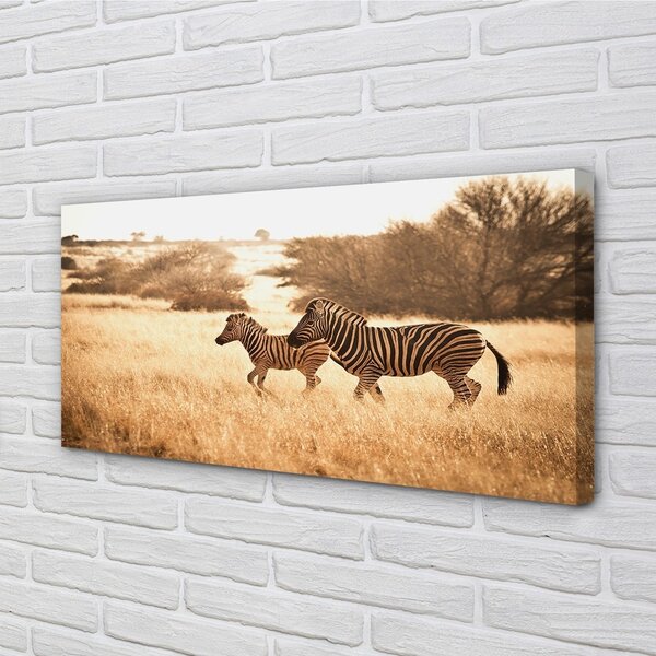 Obraz na plátne Zebra poľa sunset 100x50 cm