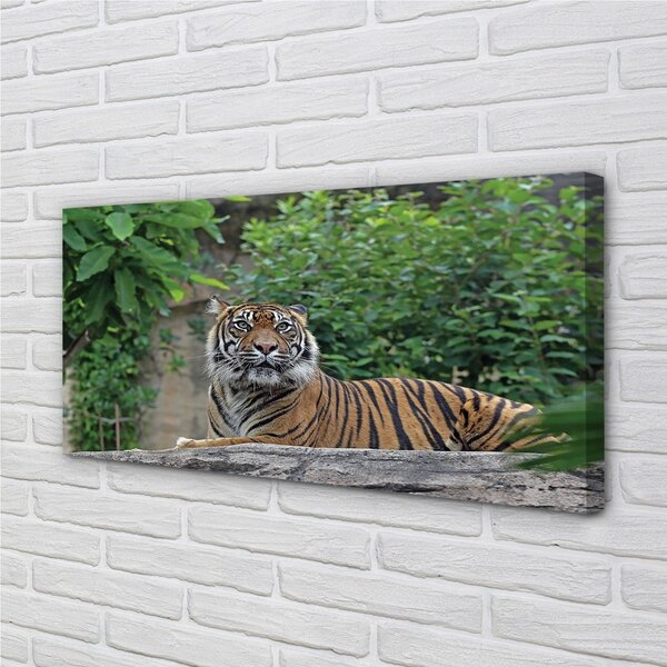 Obraz na plátne Tiger Woods 100x50 cm