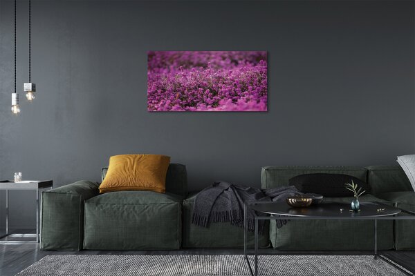 Obraz canvas poľné vresy 100x50 cm