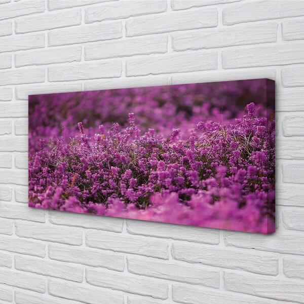 Obraz canvas poľné vresy 100x50 cm