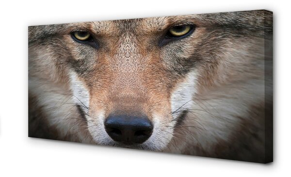 Obraz na plátne wolf Eyes 100x50 cm