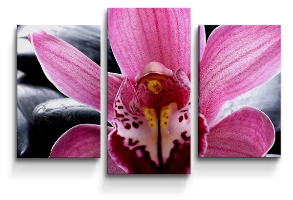 Sablio Obraz - 3-dílný Ružová orchidea - 75x50 cm