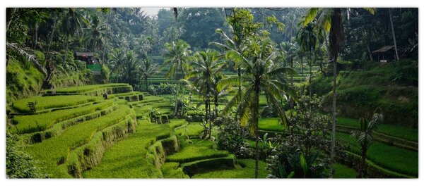 Obraz ryžových terás Tegalalang, Bali (120x50 cm)
