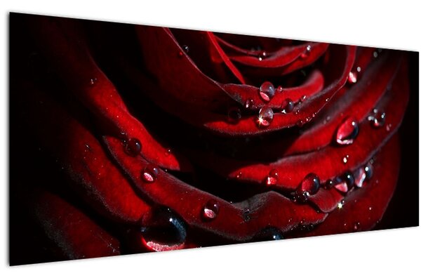 Obraz - Detail ruže (120x50 cm)
