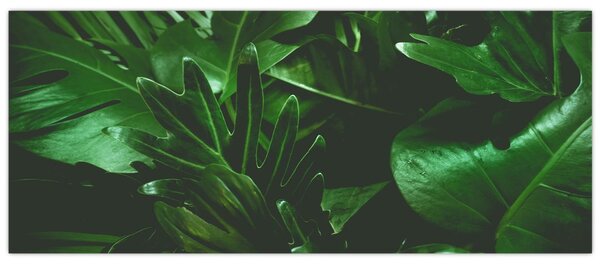 Obraz - Palmové listy (120x50 cm)