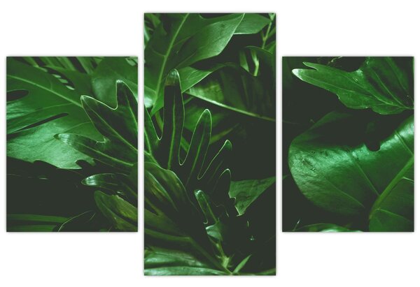 Obraz - Palmové listy (90x60 cm)