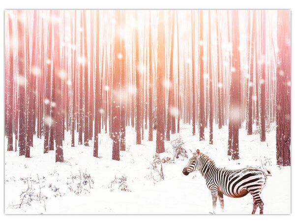 Obraz - Zebra v zasneženom lese (70x50 cm)