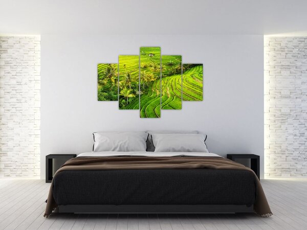 Obraz - Ryžové terasy (150x105 cm)