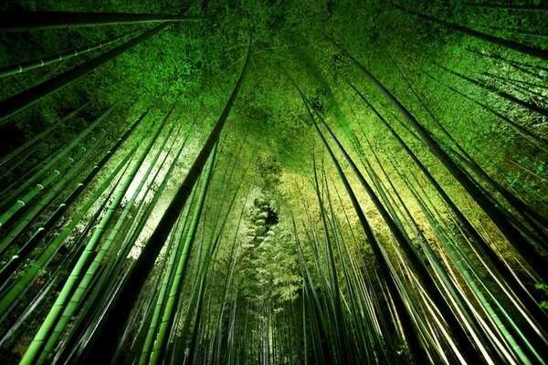 Fotografia Bamboo night, Takeshi Marumoto