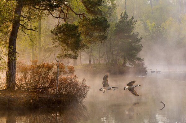 Fotografia Goose fight, Anton van Dongen