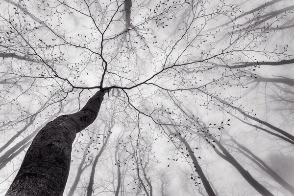Fotografia A view of the tree crown, Tom Pavlasek