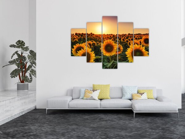 Obraz - Slnečnica (150x105 cm)