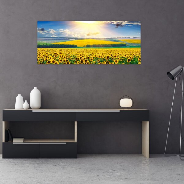 Obraz - Pole slnečníc (120x50 cm)