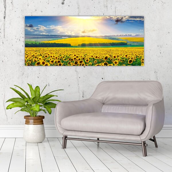 Obraz - Pole slnečníc (120x50 cm)
