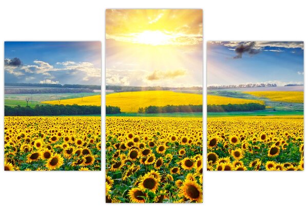 Obraz - Pole slnečníc (90x60 cm)