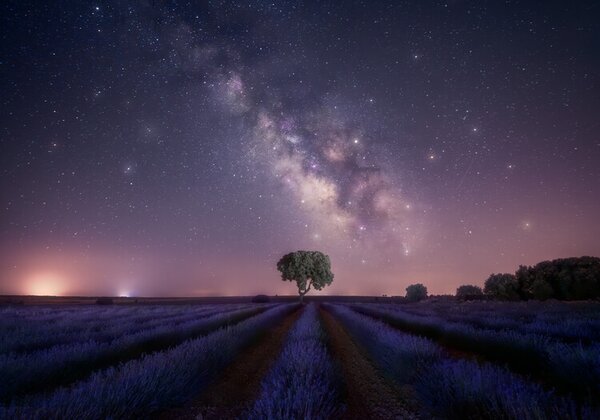 Fotografia Lavender fields nightshot, joanaduenas