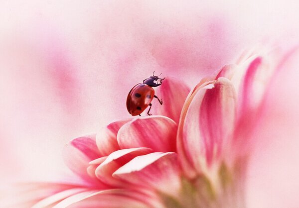 Ilustrácia Ladybird on Gerbera, Ellen van Deelen