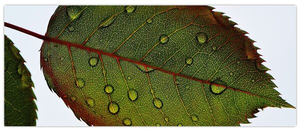 Obraz - List ruže (120x50 cm)