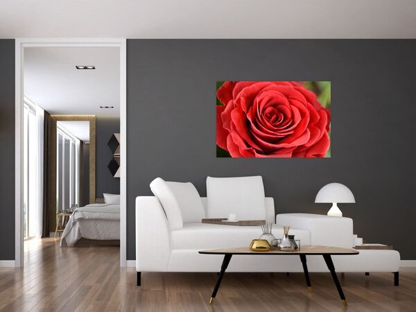 Obraz kvetu ruže (90x60 cm)