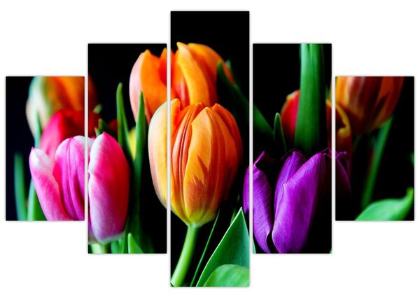 Obraz tulipánov na čiernom pozadí (150x105 cm)