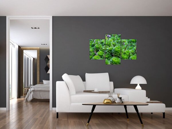 Obraz sukulentov (90x60 cm)