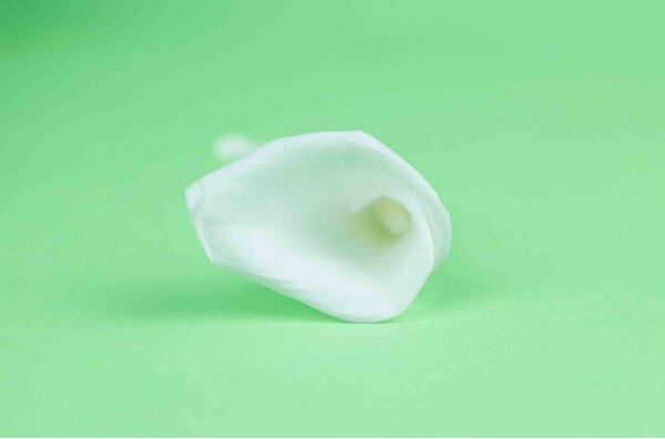 Stabilizované kvety Calla - biela