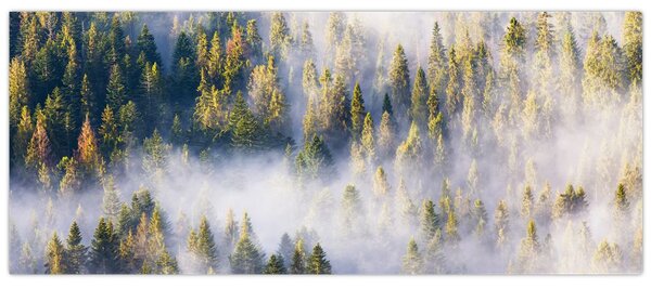 Obraz stromov v hmle (120x50 cm)